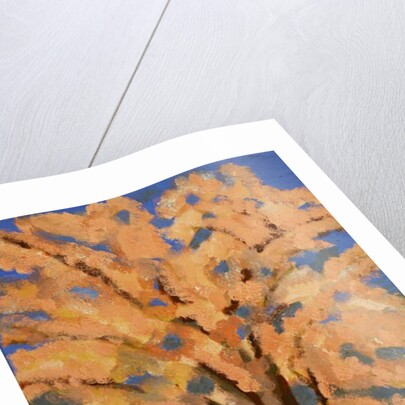 Cherry blossom, Spring London, 2016 by Cosima Duggal