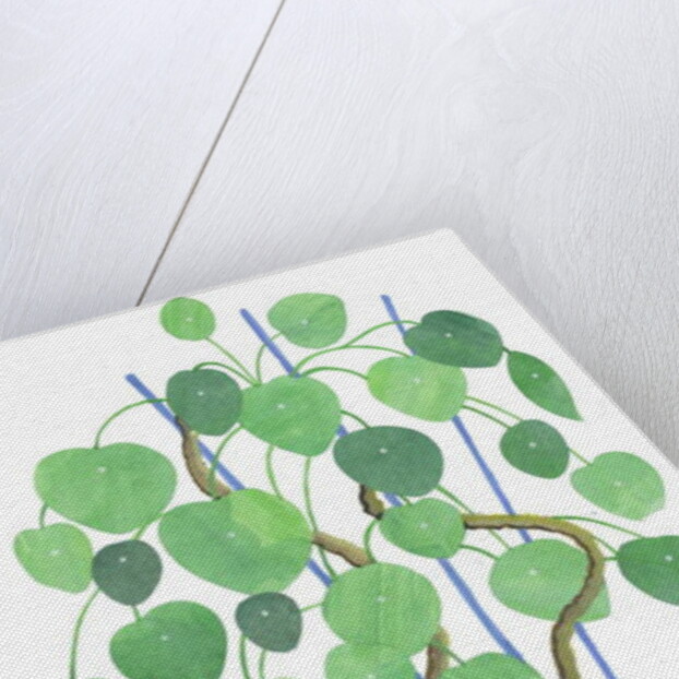 Pilea plant, 2017 by Elizabeth Rider