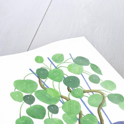 Pilea plant, 2017 by Elizabeth Rider