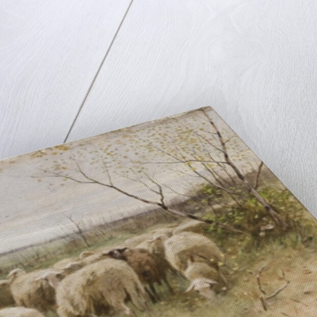 Sheep by Francois Pieter ter Meulen