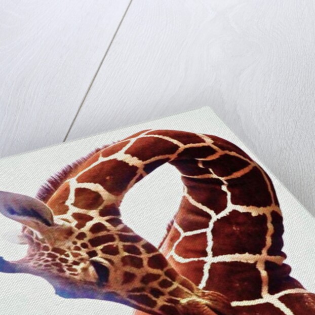 Giraffe, Sarara, 2017 by Eric Meyer