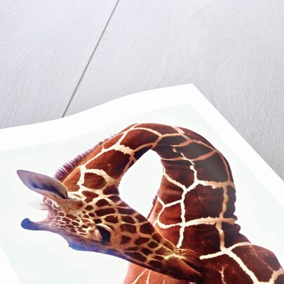 Giraffe, Sarara, 2017 by Eric Meyer