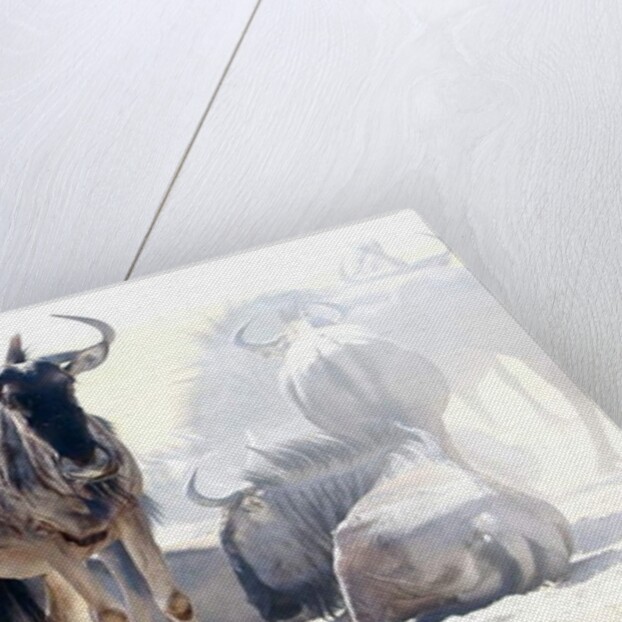 Wildebeest, Etosha, 2017 by Eric Meyer