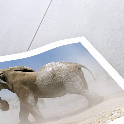 Bull Elephant, Etosha, 2018 by Eric Meyer