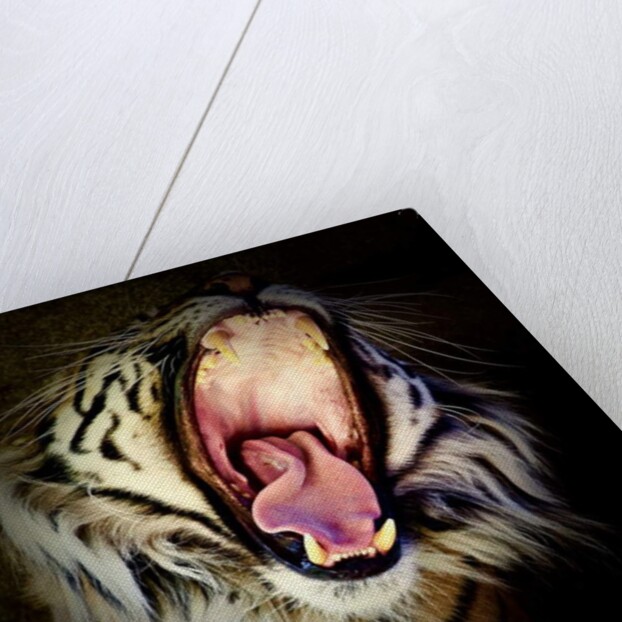 Tiger Teeth, 2017 by Eric Meyer