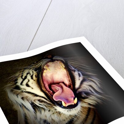 Tiger Teeth, 2017 by Eric Meyer