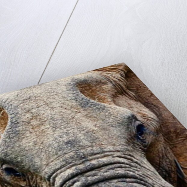 Elephant, 2017 by Eric Meyer