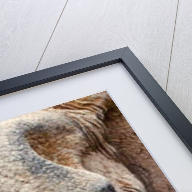 Elephant, 2017 by Eric Meyer