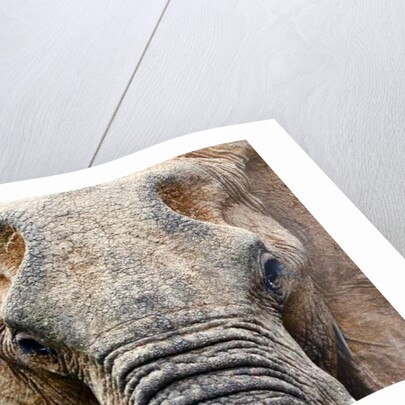 Elephant, 2017 by Eric Meyer