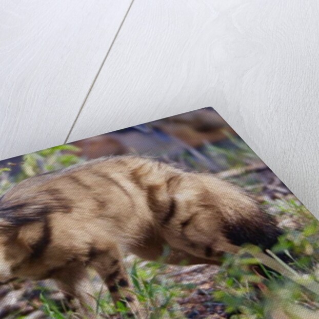 Aardwolf, Kenya, 2018 photograph by Eric Meyer