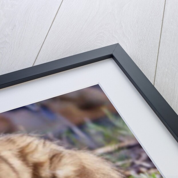 Aardwolf, Kenya, 2018 photograph by Eric Meyer