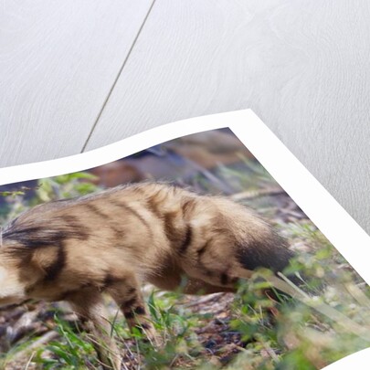 Aardwolf, Kenya, 2018 photograph by Eric Meyer