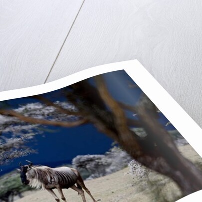 Storm Coming, 2018 by Eric Meyer