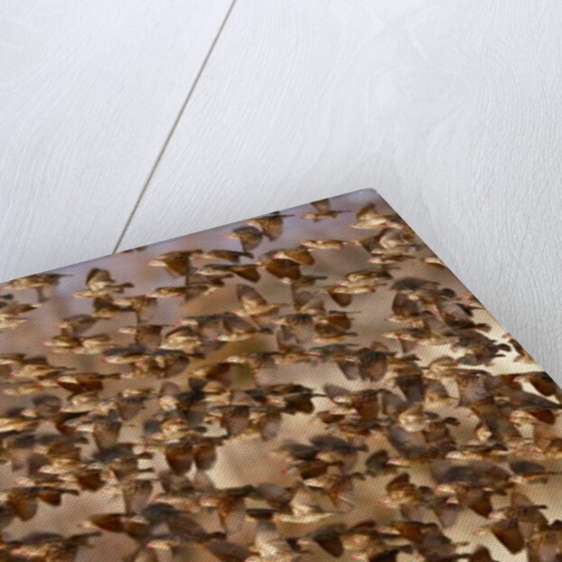 Safety in Numbers 3, Namibia, 2018 by Eric Meyer