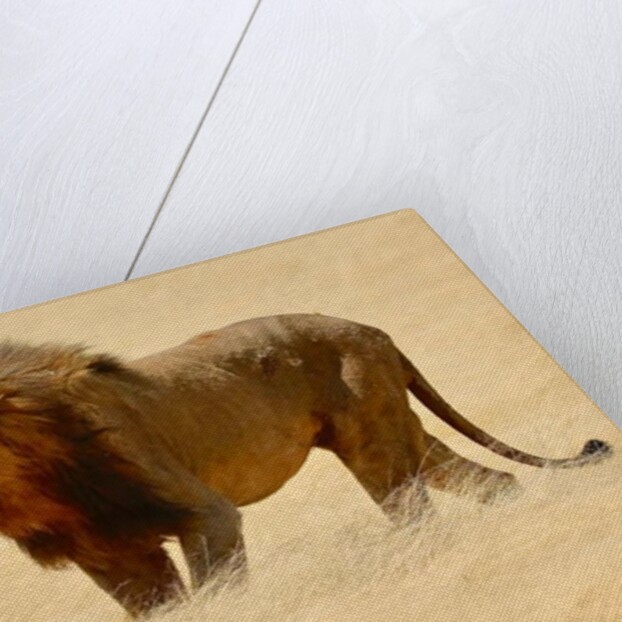 Warrior, Etosha, 2018 by Eric Meyer