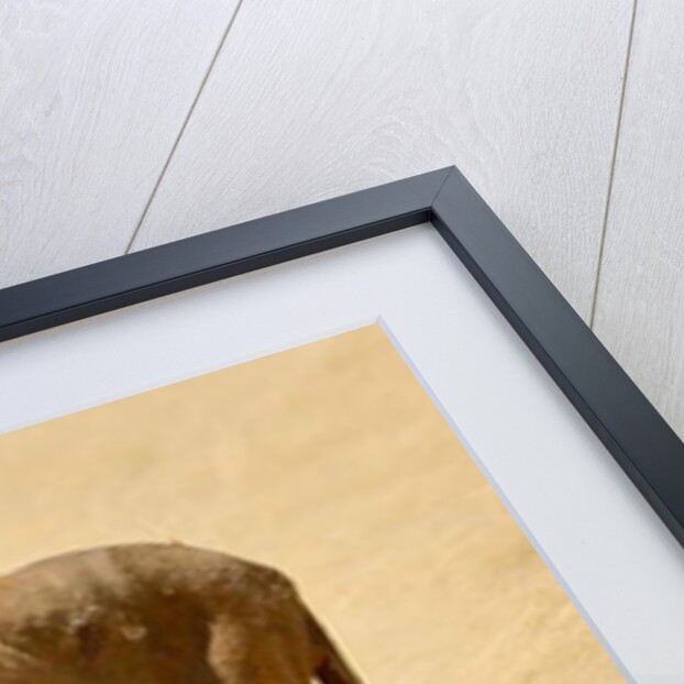 Warrior, Etosha, 2018 by Eric Meyer