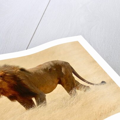 Warrior, Etosha, 2018 by Eric Meyer