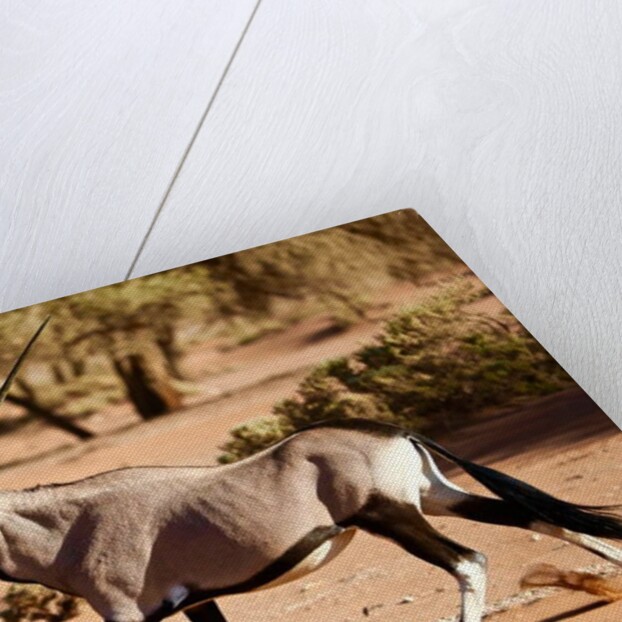 Oryx, Namib Desert, 2017 by Eric Meyer