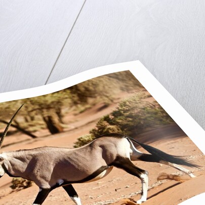 Oryx, Namib Desert, 2017 by Eric Meyer