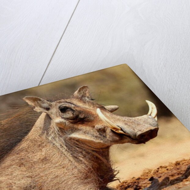 Warthog, Mount Etjo Namibia, 2018 by Eric Meyer