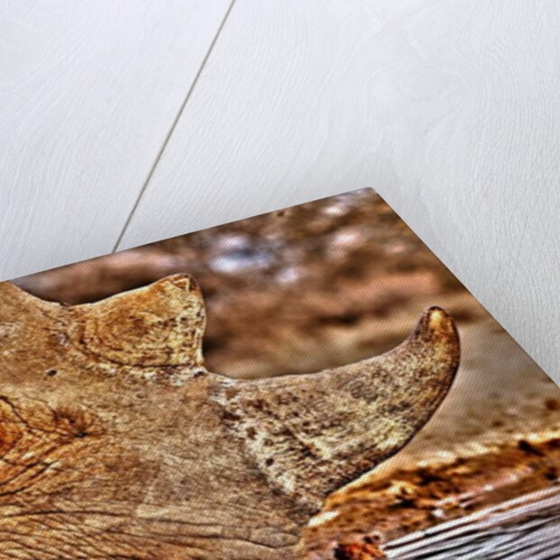 Black Rhino drinking, 2018 by Eric Meyer