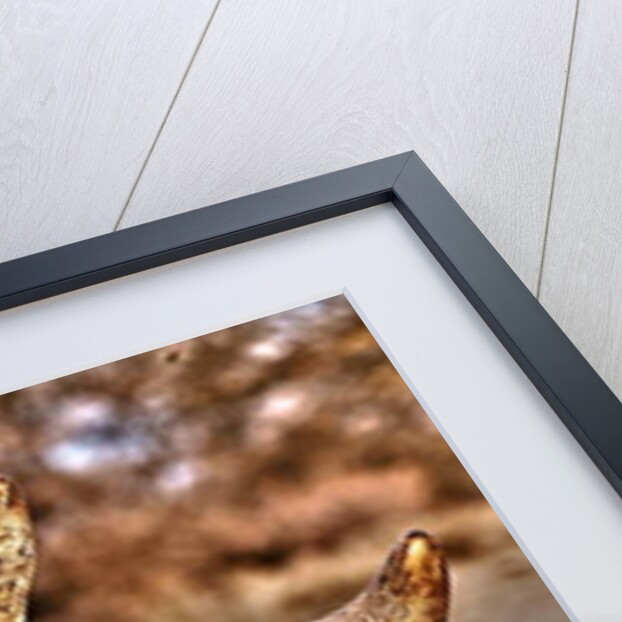 Black Rhino drinking, 2018 by Eric Meyer