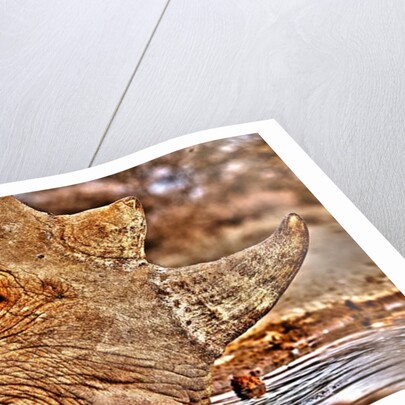 Black Rhino drinking, 2018 by Eric Meyer