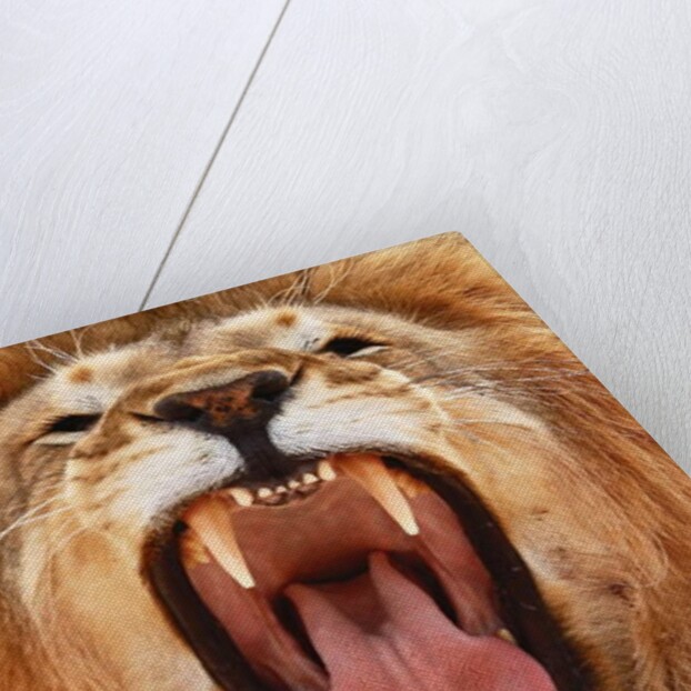 Roar; 2018, by Anonymous