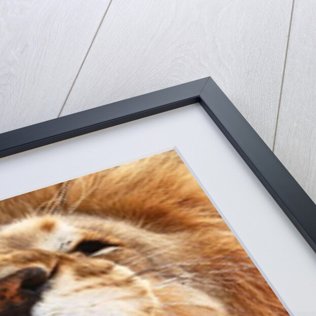 Roar; 2018, by Anonymous