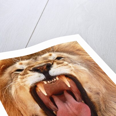 Roar; 2018, by Anonymous