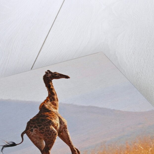 Masai Giraffe, Chyulu Hills, 2017 by Eric Meyer