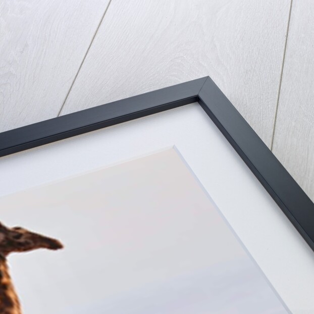 Masai Giraffe, Chyulu Hills, 2017 by Eric Meyer