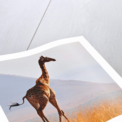 Masai Giraffe, Chyulu Hills, 2017 by Eric Meyer