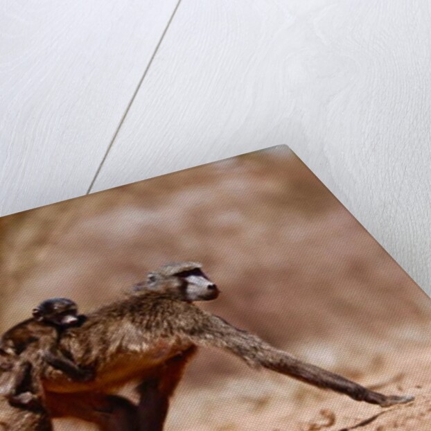 Jockey, 2019 by Eric Meyer