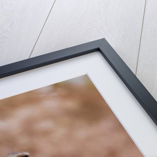 Jockey, 2019 by Eric Meyer