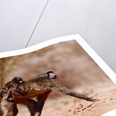 Jockey, 2019 by Eric Meyer