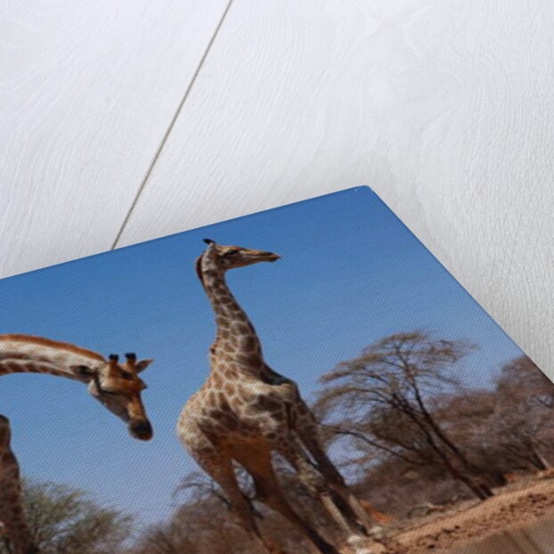 Southern Giraffes, 2019 by Eric Meyer