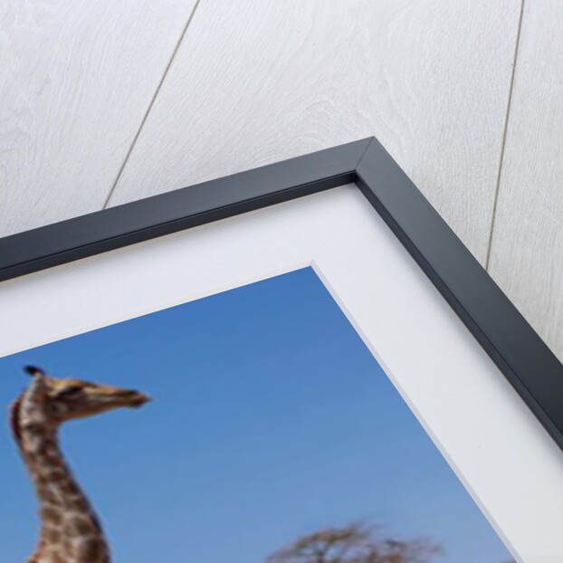 Southern Giraffes, 2019 by Eric Meyer