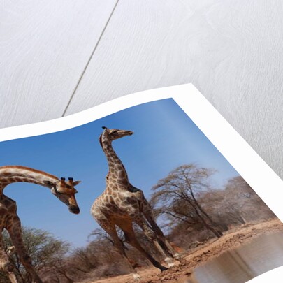 Southern Giraffes, 2019 by Eric Meyer