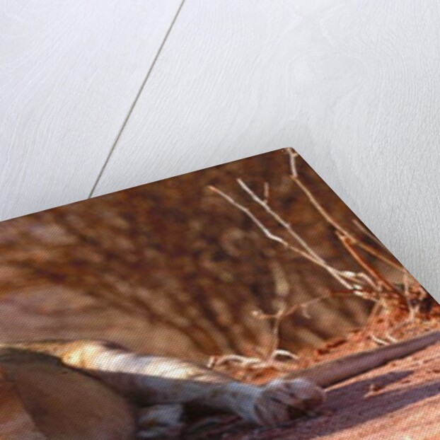 Resting lioness, 2019 by Eric Meyer