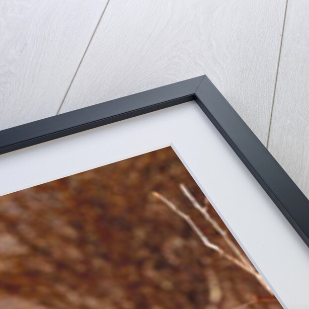 Resting lioness, 2019 by Eric Meyer