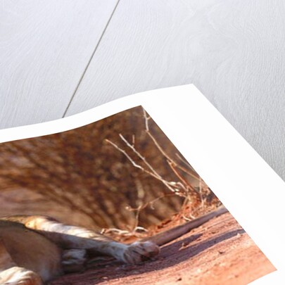 Resting lioness, 2019 by Eric Meyer