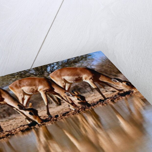 Impala drinking, 2019 by Eric Meyer