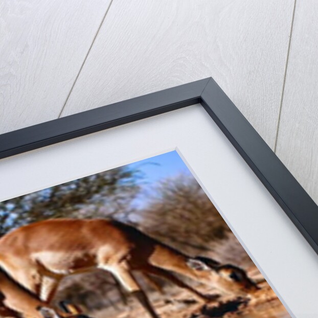 Impala drinking, 2019 by Eric Meyer