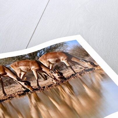 Impala drinking, 2019 by Eric Meyer