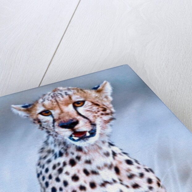 Young cheetah, 2019 by Eric Meyer