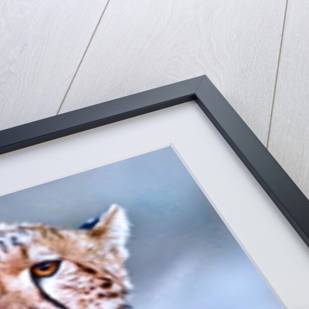 Young cheetah, 2019 by Eric Meyer