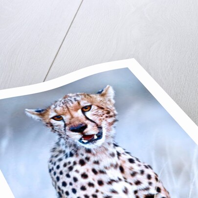 Young cheetah, 2019 by Eric Meyer