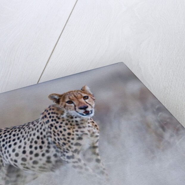 Chyulu cheetah, 2019 by Eric Meyer