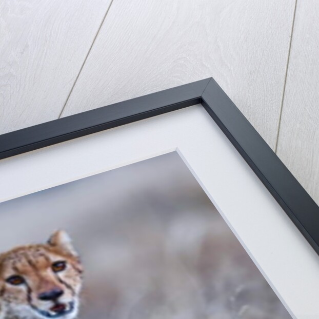 Chyulu cheetah, 2019 by Eric Meyer